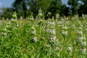 A close-up of Dotted Horsemint, Monarda punctata, in a prairie in Texas. Also called beebalm, it has whorls of pinkish-white spotted flowers on spikes that attract many pollinators.