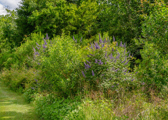 Dense bushes of Vitex agnus-castus, commonly known as Lilac Chastetree, with numerous purple flower spikes and lush green foliage. Native to Europe and Asia, and introduced to the USA.