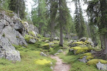 Peaceful Path Through a Serene Forest