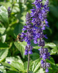 A side-view of a bee visiting a purple spike of Salvia farinacea, known as Mealycup Sage.