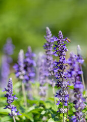 Obraz premium Purple spikes of Salvia farinacea, known as Mealycup Sage. Selective focus is on the front spike being visited by a bee.