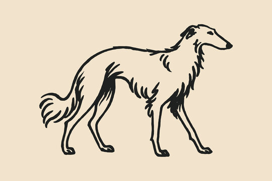 borzoi dog engraving style side view vector sketch 