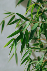 Fototapeta premium Green bamboo leaves on light grey background. 