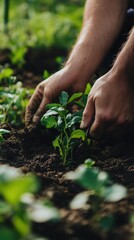 Hands planting seedlings in fertile soil