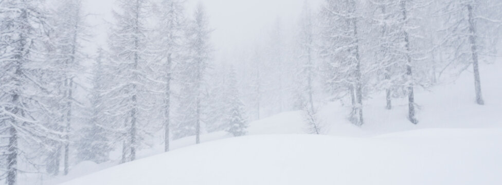 Snow-covered trees in a blizzard, with a thick blanket of snow on the ground. The scene is monochromatic, dominated by white and gray tones. San Pellegrino Pass, Fiamme Valley, Trentino, Italy. T