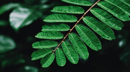 Delicate Green Foliage in a Tranquil Garden