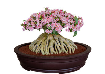 Beautiful pink Adenium flowers in a pot and isolated on white background with clipping path.
