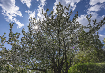 Blooming apple tree under a bright blue sky.