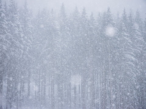 Snow falls heavily on a forest of tall, snow-covered pine trees. San Pellegrino Pass, Fiamme Valley, Trentino, Italy. Visibility is low due to the intensity of the snowfall.