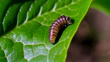 Detailed macro close-up of a small brown and white striped caterpillar crawling on a vibrant green leaf with intricate vein patterns