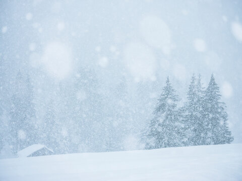Snowy landscape with trees and a small building.