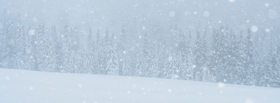 Snowy forest landscape with falling snow.