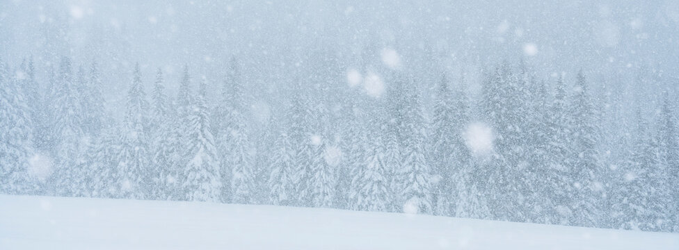 Snow falls heavily on a forest of evergreen trees. San Pellegrino Pass, Fiamme Valley, Trentino, Italy. The scene is monochromatic, with shades of white and gray.