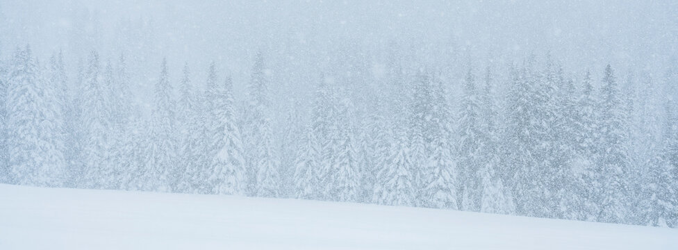 Snow-covered evergreen trees in a blizzard. San Pellegrino Pass, Fiamme Valley, Trentino, Italy. Visibility is low due to the heavy snowfall.