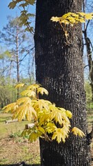 Young yellow maple leaves sprouting from the dark bark of a tree in a sunlit forest. The image represents renewal, resilience, and the quiet power of nature's growth cycle