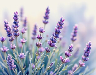 Obraz premium a soft focus watercolor view of lavender sprigs, in a delicate watercolor style, with lilac and dusty blue shades, on textured paper, airy washes, diffused contours, serene feel, vertical composition