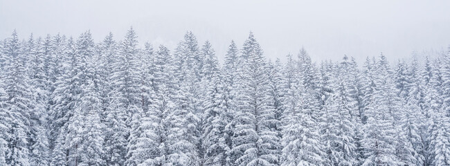 Snow-covered evergreen trees fill the frame, fading into a misty, overcast sky. San Pellegrino Pass, Fiamme Valley, Trentino, Italy. The scene evokes a sense of quiet, winter beauty.