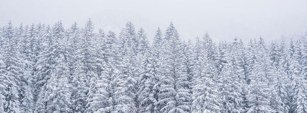 Snow-covered evergreen trees fill the frame, fading into a misty, overcast sky. San Pellegrino Pass, Fiamme Valley, Trentino, Italy. The scene evokes a sense of quiet, winter beauty.