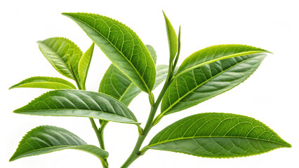 green leaves isolated on white background