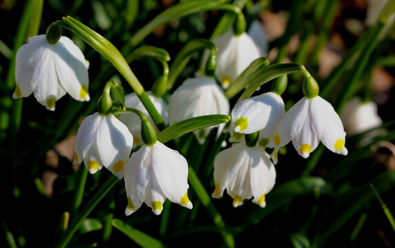 Aprillbeche mit KI erstellt+bearbeitet