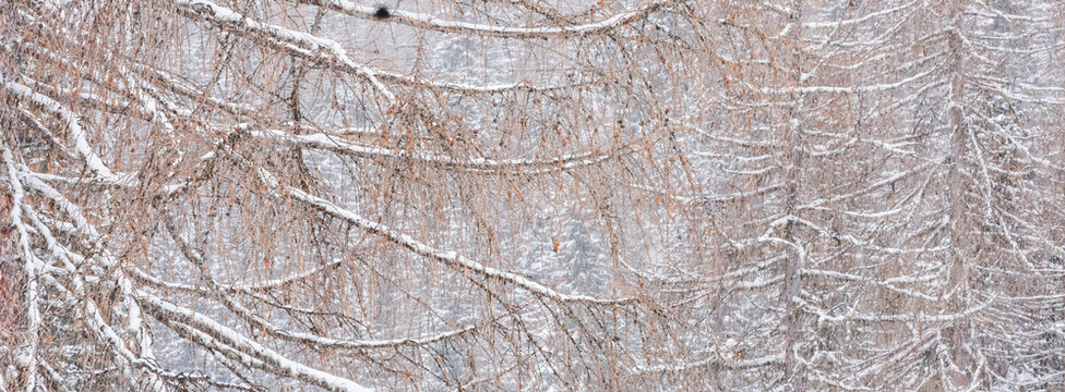 Snow-covered larch branches with small cones fill the frame. Fuciade Valley, San Pellegrino Pass, Trentino, Italy. Snow falls softly, creating a serene winter scene.
