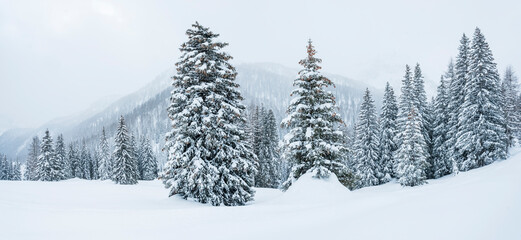 Snowy landscape with evergreen trees and mountains in the background. Fuciade Valley, San Pellegrino Pass, Trentino, Italy. A tall, snow-covered fir tree stands prominently in the foreground.