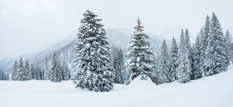 Snowy landscape with evergreen trees and mountains in the background. Fuciade Valley, San Pellegrino Pass, Trentino, Italy. A tall, snow-covered fir tree stands prominently in the foreground.