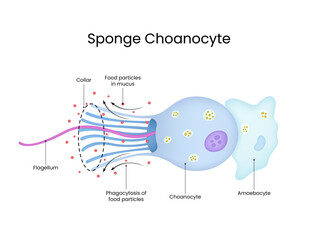Detailed of Sponge Choanocyte cell structure