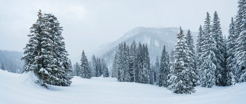 Snowy landscape with evergreen trees and mountains in the background. Fuciade Valley, San Pellegrino Pass, Trentino, Italy. The scene is serene and blanketed in white.
