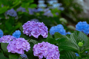Fototapeta premium しっとりと咲く紫と青の紫陽花