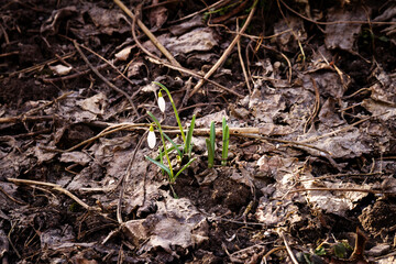 Closeup shot of fresh common snowdrops (Galanthus nivalis) blooming in the sunny day. Wild flowers field. Low deph of field