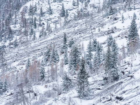Snow-covered mountain slope with evergreen trees and fallen logs. Fuciade Valley, San Pellegrino Pass, Trentino, Italy. The scene shows the aftermath of a storm with many downed trees.