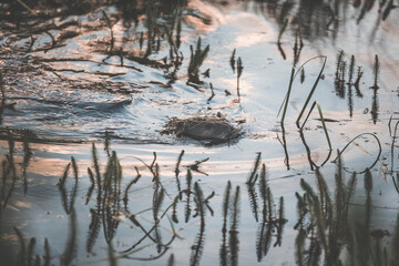 busy beaver swimming in the pond at sunrise in a moody pastel atmosphere