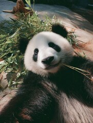 Fototapeta premium Playful panda lounging among bamboo leaves, enjoying a sunny day in a natural habitat