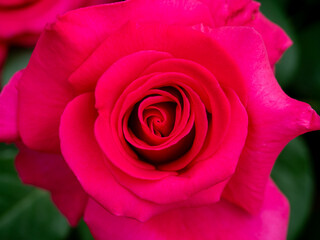 Close-up of a Vibrant Pink Rose in Full Bloom