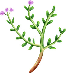 watercolor Thyme
