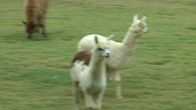 A herd of alpacas eating grass