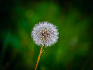 Close-up of a delicate dandelion at Kastrup Havn, Copenhagen. Intricate seed details and a lush green backdrop create a peaceful, natural scene ideal for botanical and nature themes.