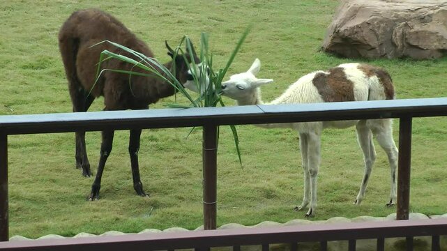 Two Llamas are eating grass