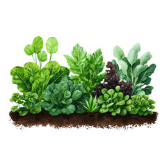 Fresh and Vibrant Leafy Greens Growing in a Garden Bed