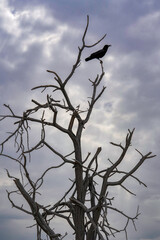 dunkler Vogel sitzt einsam hoch im baum am Abend im Abendlicht