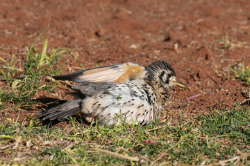 Akaziendrossel in der Kalahari in der Sonne
