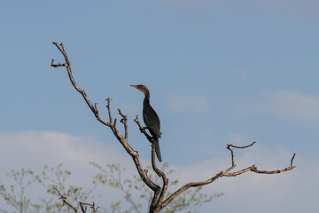 Kormoran sitzt hoch auf einem Baum über dem Fluss