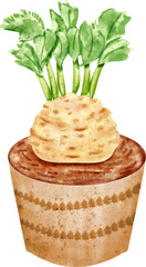 watercolor celeriac