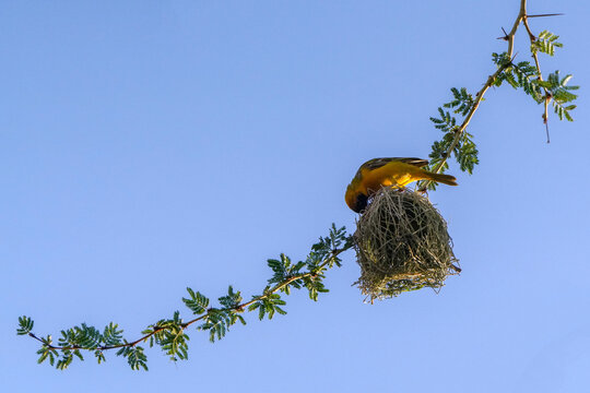 Webervogel beim Nestbau in einem Baum