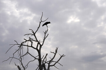 Schwarzer Vogel ruft von einem Baum toter Äste hinab