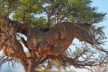 Nestbau der Webervögel in der Kalahari