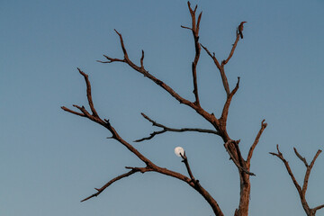 Kormoran sitzt hoch im Baum bei Vollmond