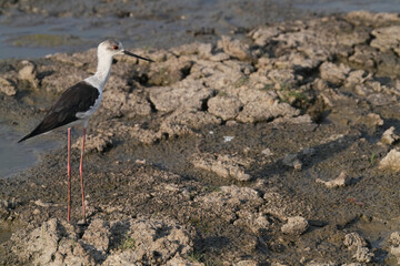 Stelzenläufer am Wasser am Fluss