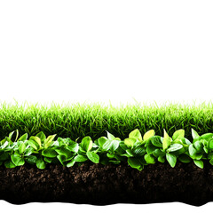 Fresh Green Grass and Bright Leafy Plants on Rich Dark Soil in Garden